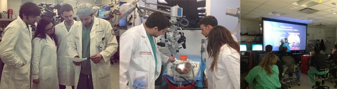 Weill Cornell Neurosurgery Medical Student Neuroanatomy Elective
